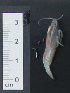  ( - I15_85)  @11 [ ] Copyright (2015) Terue Cristina Kihara German Center for Marine Biodiversity Research