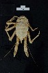  ( - I16_13)  @11 [ ] Copyright © (2025) Terue Cristina Kihara German Center for Marine Biodiversity Research