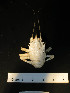  (Munidopsis sp. A DKC-2016 - I16_183)  @11 [ ] Copyright © (2025) Terue Cristina Kihara German Center for Marine Biodiversity Research