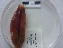  (unclassified Solenogastres - I16_209)  @11 [ ] Copyright © (2025) Terue Cristina Kihara German Center for Marine Biodiversity Research