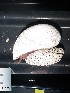 ( - I16_228)  @11 [ ] Copyright © (2025) Terue Cristina Kihara German Center for Marine Biodiversity Research
