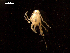  (Munidopsis lauensis - I16_326)  @11 [ ] Copyright © (2025) Terue Cristina Kihara German Center for Marine Biodiversity Research