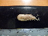  ( - I16_327)  @11 [ ] Copyright © (2025) Terue Cristina Kihara German Center for Marine Biodiversity Research