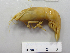  ( - I16_403)  @11 [ ] Copyright (2016) Terue Cristina Kihara German Center for Marine Biodiversity Research