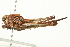  ( - BIOUG02793-A01)  @14 [ ] CreativeCommons - Attribution (2012) CBG Photography Group Centre for Biodiversity Genomics