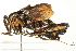  ( - BIOUG02793-B02)  @11 [ ] CreativeCommons - Attribution (2012) CBG Photography Group Centre for Biodiversity Genomics