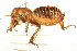  ( - BIOUG02793-C11)  @13 [ ] CreativeCommons - Attribution (2012) CBG Photography Group Centre for Biodiversity Genomics