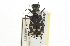  ( - BIOUG09878-G07)  @11 [ ] CreativeCommons - Attribution (2014) CBG Photography Group Centre for Biodiversity Genomics
