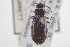  ( - BIOUG09880-A04)  @13 [ ] CreativeCommons - Attribution (2014) CBG Photography Group Centre for Biodiversity Genomics