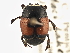  ( - BIOUG09883-F01)  @11 [ ] CreativeCommons - Attribution (2014) CBG Photography Group Centre for Biodiversity Genomics