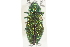  ( - BIOUG09885-G01)  @13 [ ] CreativeCommons - Attribution (2014) CBG Photography Group Centre for Biodiversity Genomics