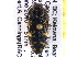 ( - BIOUG09886-B10)  @13 [ ] CreativeCommons - Attribution (2014) CBG Photography Group Centre for Biodiversity Genomics