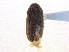  ( - BIOUG09886-E06)  @11 [ ] CreativeCommons - Attribution (2014) CBG Photography Group Centre for Biodiversity Genomics