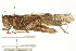  ( - BIOUG10136-A04)  @11 [ ] CreativeCommons - Attribution (2014) CBG Photography Group Centre for Biodiversity Genomics