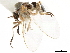  ( - BIOUG47277-C03)  @13 [ ] CreativeCommons - Attribution (2019) CBG Photography Group Centre for Biodiversity Genomics