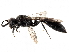  ( - BIOUG56822-C10)  @11 [ ] CreativeCommons - Attribution (2021) CBG Photography Group Centre for Biodiversity Genomics