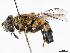  ( - BIOUG56824-G03)  @11 [ ] CreativeCommons - Attribution (2021) CBG Photography Group Centre for Biodiversity Genomics