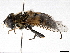  ( - BIOUG56824-G08)  @11 [ ] CreativeCommons - Attribution (2021) CBG Photography Group Centre for Biodiversity Genomics
