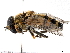  ( - BIOUG56824-G09)  @11 [ ] CreativeCommons - Attribution (2021) CBG Photography Group Centre for Biodiversity Genomics