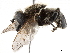  ( - BIOUG56825-B01)  @11 [ ] CreativeCommons - Attribution (2021) CBG Photography Group Centre for Biodiversity Genomics