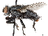  ( - BIOUG56825-H01)  @11 [ ] CreativeCommons - Attribution (2021) CBG Photography Group Centre for Biodiversity Genomics