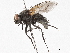  ( - BIOUG56826-A01)  @11 [ ] CreativeCommons - Attribution (2021) CBG Photography Group Centre for Biodiversity Genomics