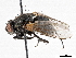  ( - BIOUG56826-B08)  @11 [ ] CreativeCommons - Attribution (2021) CBG Photography Group Centre for Biodiversity Genomics
