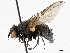  ( - BIOUG56826-B09)  @11 [ ] CreativeCommons - Attribution (2021) CBG Photography Group Centre for Biodiversity Genomics