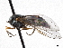  ( - BIOUG56826-H03)  @11 [ ] CreativeCommons - Attribution (2021) CBG Photography Group Centre for Biodiversity Genomics