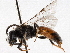 ( - BIOUG56827-F12)  @11 [ ] CreativeCommons - Attribution (2021) CBG Photography Group Centre for Biodiversity Genomics