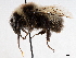  ( - BIOUG56827-H03)  @11 [ ] CreativeCommons - Attribution (2021) CBG Photography Group Centre for Biodiversity Genomics