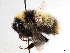  ( - BIOUG56827-H08)  @11 [ ] CreativeCommons - Attribution (2021) CBG Photography Group Centre for Biodiversity Genomics