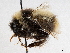  ( - BIOUG56827-H09)  @11 [ ] CreativeCommons - Attribution (2021) CBG Photography Group Centre for Biodiversity Genomics