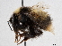  ( - BIOUG56828-A01)  @11 [ ] CreativeCommons - Attribution (2021) CBG Photography Group Centre for Biodiversity Genomics