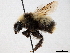  ( - BIOUG56828-A02)  @11 [ ] CreativeCommons - Attribution (2021) CBG Photography Group Centre for Biodiversity Genomics