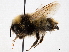  ( - BIOUG56828-A03)  @11 [ ] CreativeCommons - Attribution (2021) CBG Photography Group Centre for Biodiversity Genomics