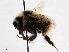  ( - BIOUG56828-C12)  @11 [ ] CreativeCommons - Attribution (2021) CBG Photography Group Centre for Biodiversity Genomics