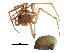 ( - CCDB-24287-E02)  @11 [ ] CreativeCommons - Attribution (2015) CBG Photography Group Centre for Biodiversity Genomics