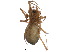  ( - CCDB-24287-E03)  @11 [ ] CreativeCommons - Attribution (2015) CBG Photography Group Centre for Biodiversity Genomics