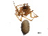  ( - CCDB-24287-E09)  @11 [ ] CreativeCommons - Attribution (2015) CBG Photography Group Centre for Biodiversity Genomics