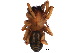 ( - CCDB-24287-E12)  @14 [ ] CreativeCommons - Attribution (2015) CBG Photography Group Centre for Biodiversity Genomics