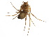  ( - CCDB-24287-H06)  @11 [ ] CreativeCommons - Attribution (2015) CBG Photography Group Centre for Biodiversity Genomics