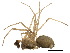  ( - CCDB-24287-H07)  @11 [ ] CreativeCommons - Attribution (2015) CBG Photography Group Centre for Biodiversity Genomics