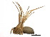  ( - CCDB-24287-H08)  @11 [ ] CreativeCommons - Attribution (2015) CBG Photography Group Centre for Biodiversity Genomics