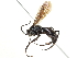  ( - CCDB-24289-G03)  @11 [ ] CreativeCommons - Attribution (2015) CBG Photography Group Centre for Biodiversity Genomics