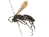  ( - CCDB-24289-G09)  @14 [ ] CreativeCommons - Attribution (2015) CBG Photography Group Centre for Biodiversity Genomics