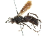  ( - CCDB-24289-G10)  @11 [ ] CreativeCommons - Attribution (2015) CBG Photography Group Centre for Biodiversity Genomics