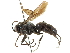  (Ammosphex anomalus - CCDB-24289-G11)  @15 [ ] CreativeCommons - Attribution (2015) CBG Photography Group Centre for Biodiversity Genomics