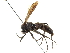  ( - CCDB-24289-H01)  @11 [ ] CreativeCommons - Attribution (2015) CBG Photography Group Centre for Biodiversity Genomics