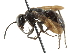  (Ammosphex imbecillus - CCDB-24289-H04)  @13 [ ] CreativeCommons - Attribution (2015) CBG Photography Group Centre for Biodiversity Genomics